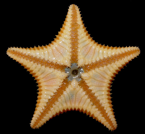 Ctenodiscus crispatus (Retzius, 1805) Mud Star
