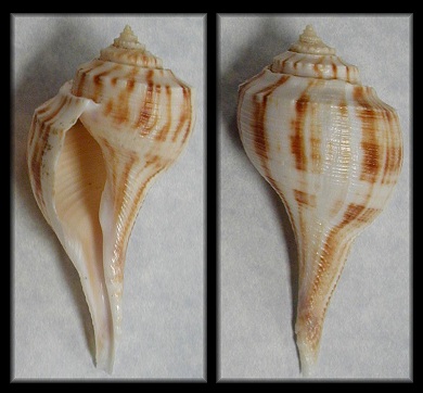 Fulguropsis plagosa (Conrad, 1863) Shouldered Pear Whelk Sinistral