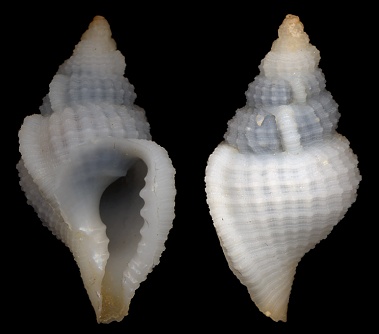 Distorsionella lewisi (Beu, 1978) - type species