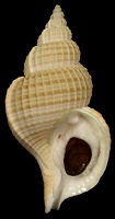 Type species: Fusitriton magellanicus magellanicus (Röding, 1798)