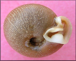 Daedalochila subclausa (Pilsbry, 1899)