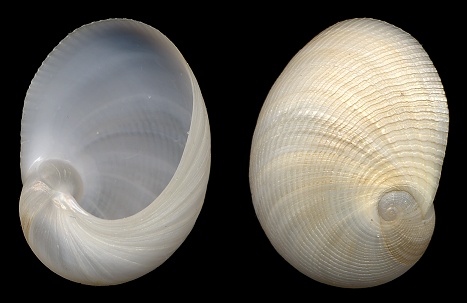 Sinum perspectivum (Say, 1831) White Baby Ear