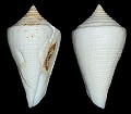Conus cancellatus Hwass in Bruguière, 1792