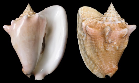 Lobatus costatus (Gmelin, 1791) Milk Conch
