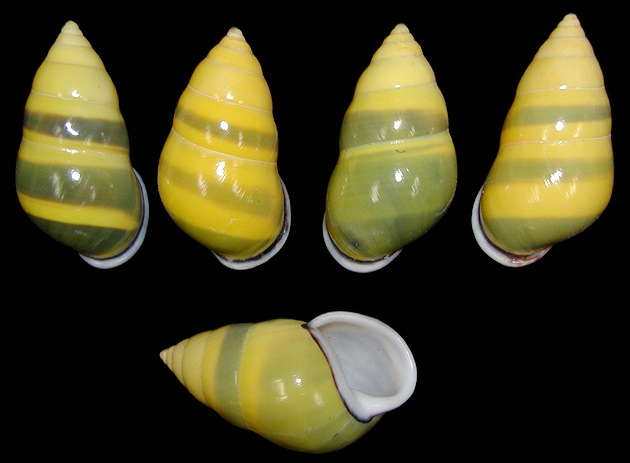 Amphidromus perversus butoti color form infraviridis von Martens, 1867