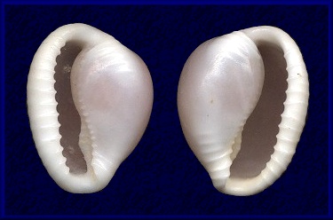 Trivia ovulata (Lamarck, 1810)