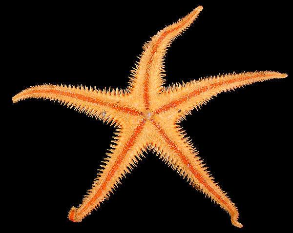 Cheiraster dawsoni (Verrill, 1880) Fragile Star