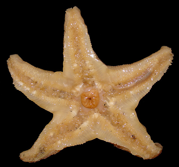 Pteraster militaris (Müller, 1776) "Wrinkled Star"