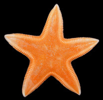 Dipsacaster borealis Fisher, 1910 Northern Sand Star