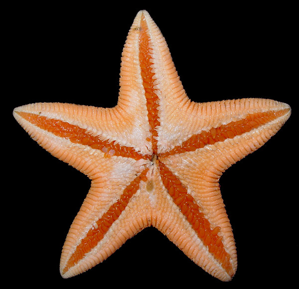 Dipsacaster borealis Fisher, 1910 Northern Sand Star