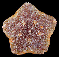 Diplopteraster multipes (Sars, 1865) "Pincushion Star"