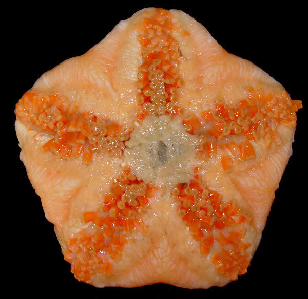 Diplopteraster multipes (Sars, 1865) "Pincushion Star"
