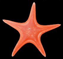 Pseudarchaster parelii (Duben and Koren, 1844) "Northern Scarlet Star"