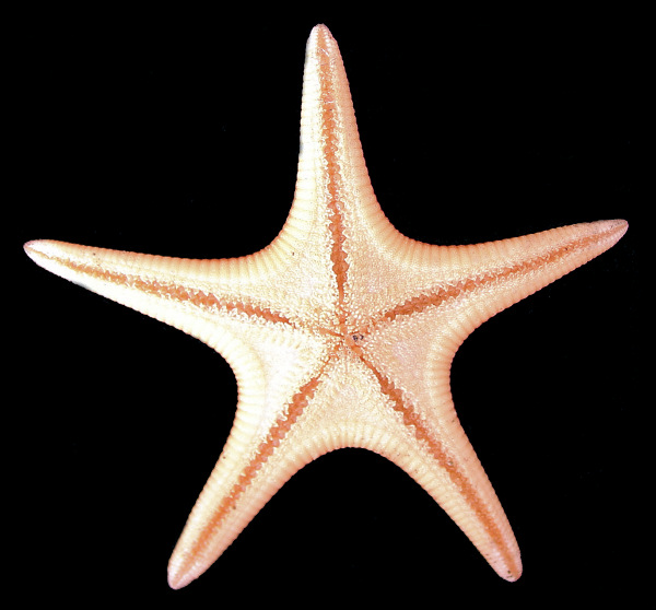 Pseudarchaster parelii (Duben and Koren, 1844) "Northern Scarlet Star"