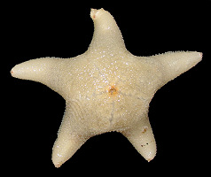 Pteraster species C "White Cushion Star"