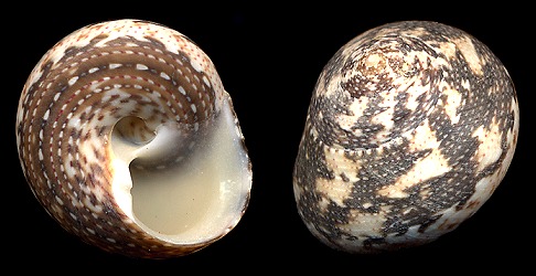 Tegula fasciata (Born, 1778) Silky Tegula