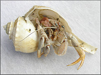 Busycotypus canaliculatus (Linnaeus, 1758) Crabbed Albino