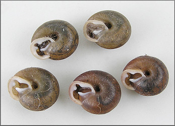Triodopsis messana Hubricht, 1952 Pinhole Three-tooth