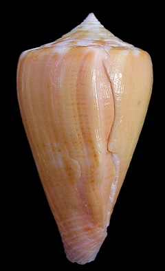 Conus amphiurgus Dall, 1889 Probable Ray Predation