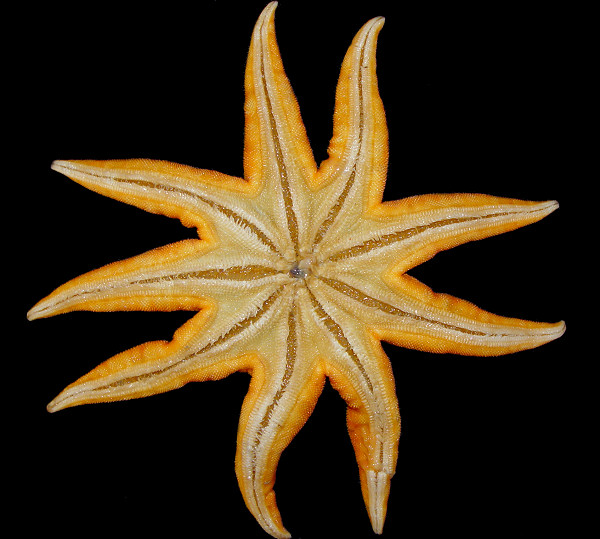 Solaster endeca (Linné, 1771) Northern Sunstar