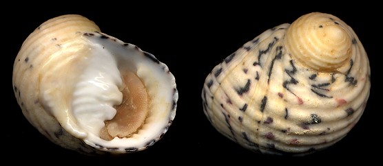 Nerita versicolor Gmelin, 1791 Four-tooth Nerite