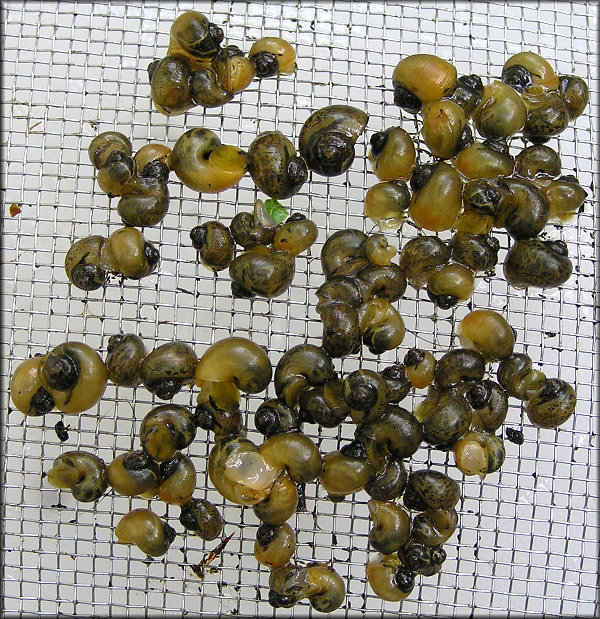 Pomacea canaliculata Hatchlings