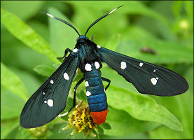 Oleander Moth [Syntomeida epilais]