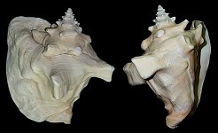 Lobatus gigas (Linnaeus, 1758) Queen Conch form horridus M. Smith, 1940