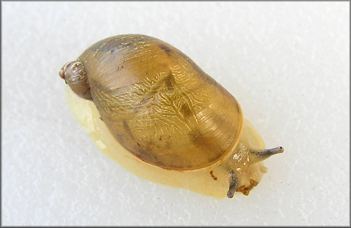 Novisuccinea ovalis (Say, 1817) Oval Ambersnail