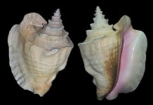 Lobatus gigas (Linnaeus, 1758) Queen Conch form canaliculatus L. Burry, 1949