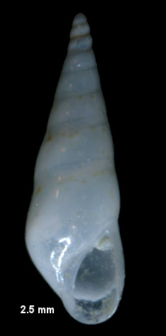 Eulimostraca species of Lee (2009: 100, sp. no. 477)