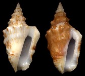 Persististrombus granulatus (Swainson, 1822) - Dwarfs