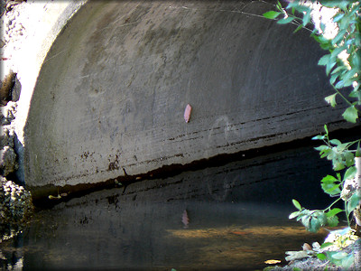 Culvert with one of the egg clutches visible (2007)