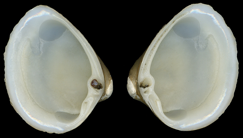 Rangia cuneata (G. B. Sowerby I, 1831) Atlantic Rangia