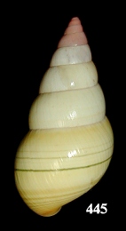 Liguus fasciatus ornatus Simpson, 1920