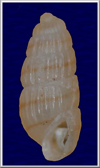 Turbonilla (Odostomella) cf. doliolum (Philippi, 1844)