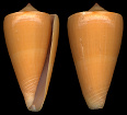 Conus daucus Hwass in Bruguière, 1792 Carrot Cone