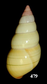 Liguus fasciatus ornatus Simpson, 1920