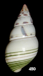 Liguus fasciatus lignumvitae Pilsbry, 1912