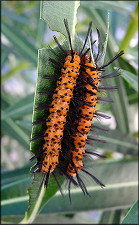 Oleander Moth Caterpillar [Syntomeida epilais]