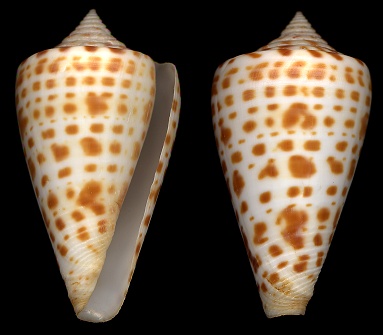 Conus spurius spurius Gmelin, 1791 - Alphabet Cone
