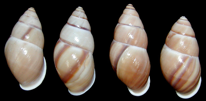Amphidromus chloris (Reeve, 1848)