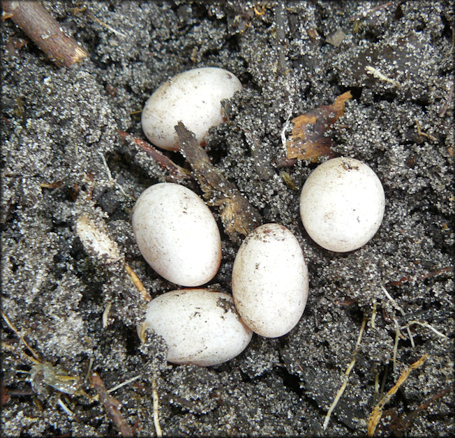 Broad-headed Skink [Plestiodon laticeps] Eggs