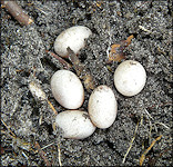 Broad-headed Skink [Plestiodon laticeps] Eggs