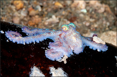 Octopus briareus Robson, 1929 Caribbean Reef Octopus