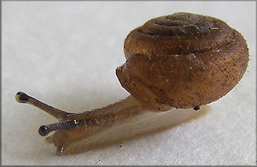 Lobosculum pustula (Férussac, 1832) Grooved Liptooth