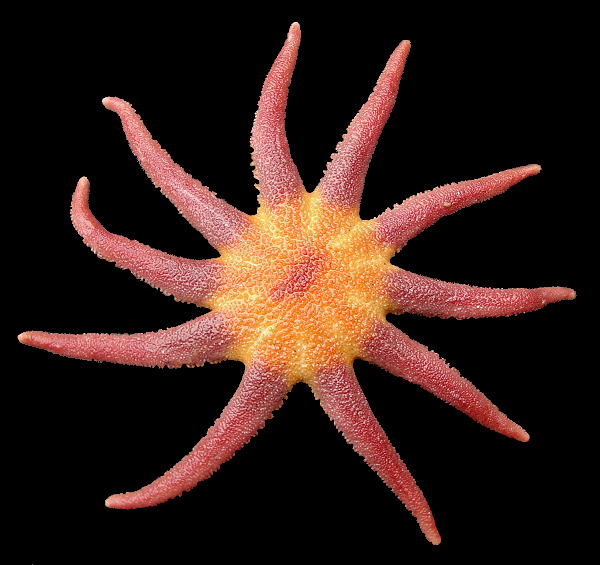 Solaster species C "Aleutian Sun Star"