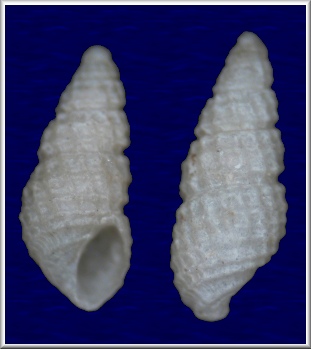Chrysallida (Folinella) species [apparently un-named]
