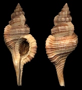 Type species: Cymatium (Reticutriton) pfeifferianum (Reeve, 1844)