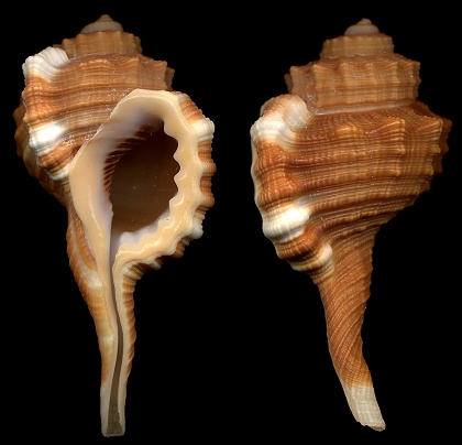 Cymatium (Ranularia) cynocephalum (Lamarck, 1816)